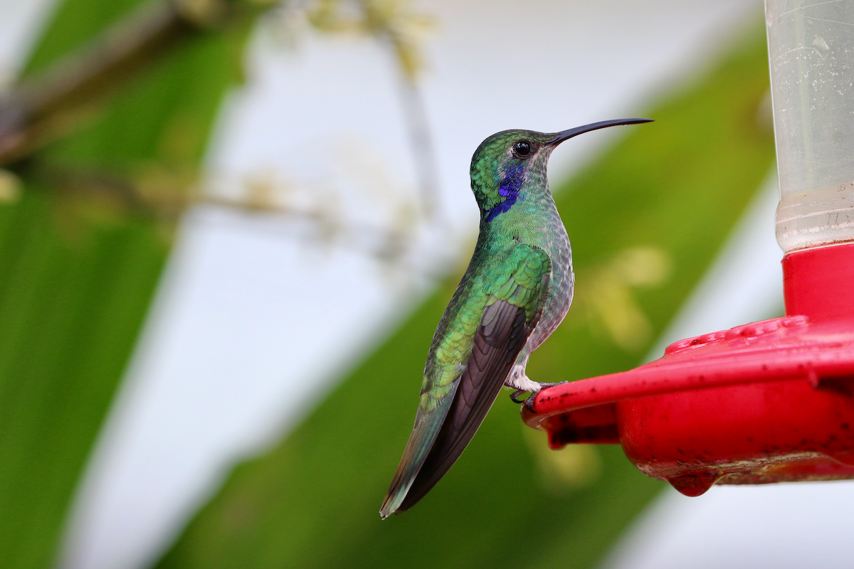 kolibřík modrouchý - ML620660997