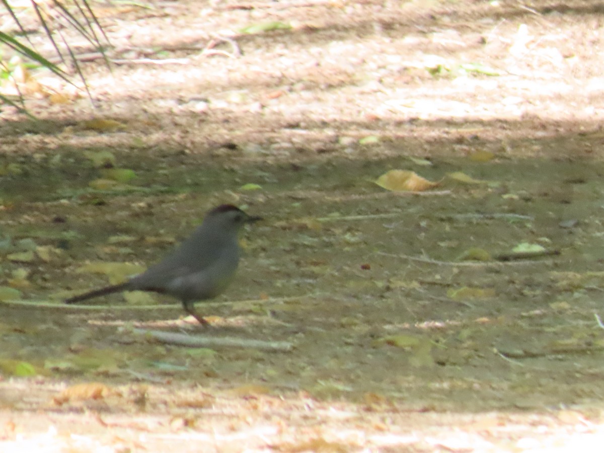 Pájaro Gato Gris - ML620660998