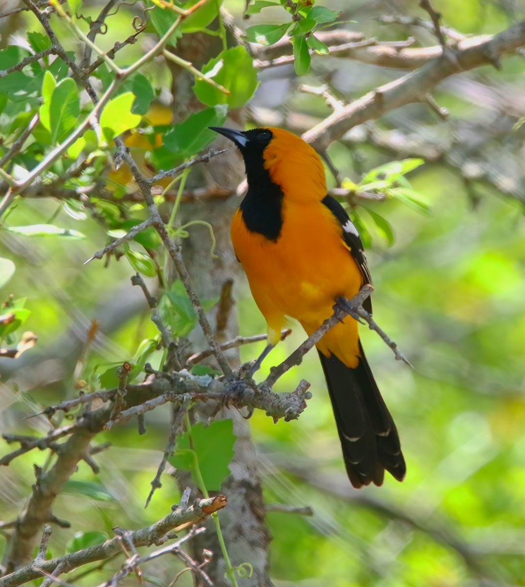 Hooded Oriole - Aidan Griffiths