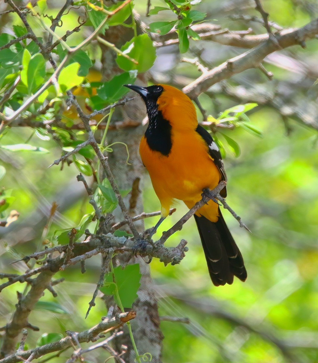 Oriole masqué - ML620661001