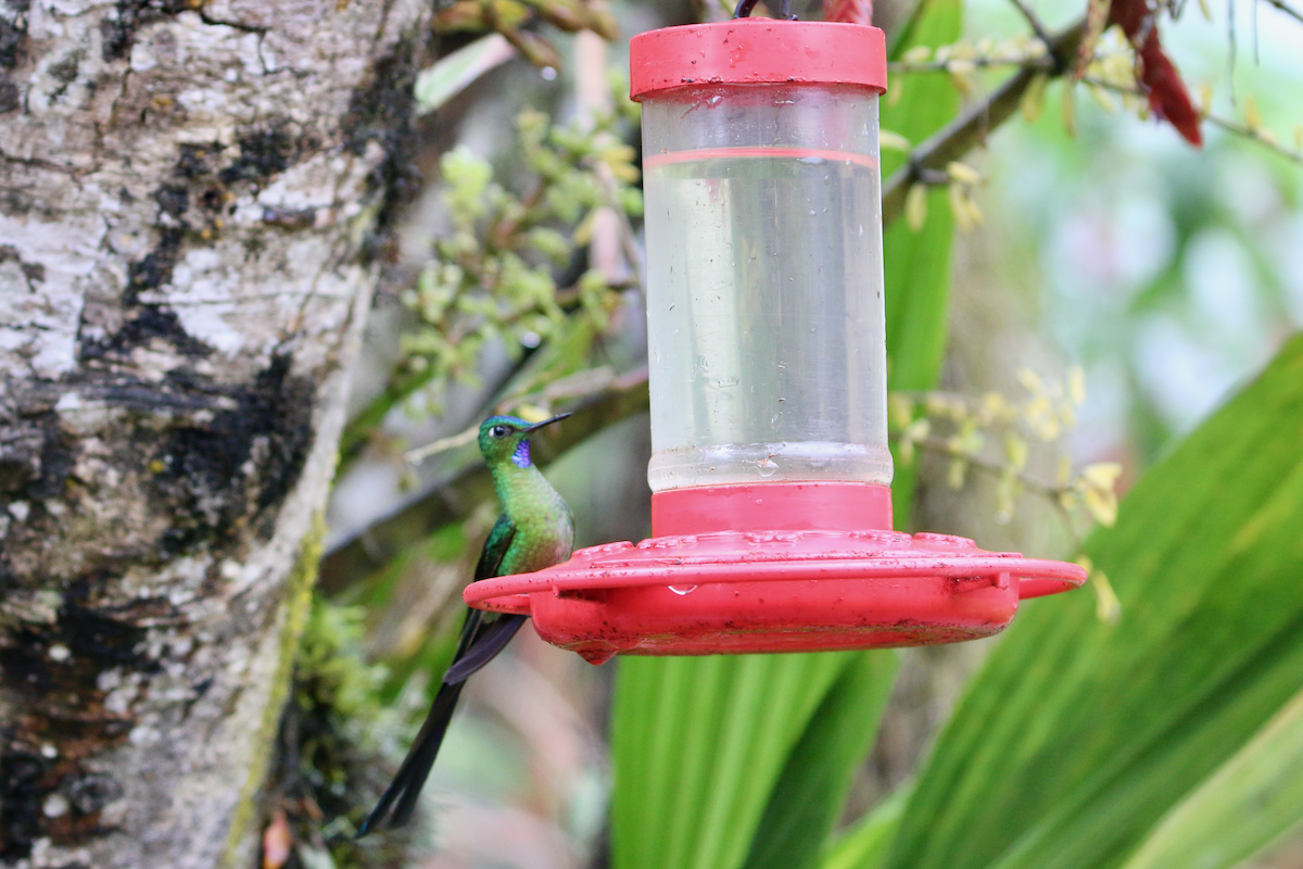 Long-tailed Sylph - ML620661002
