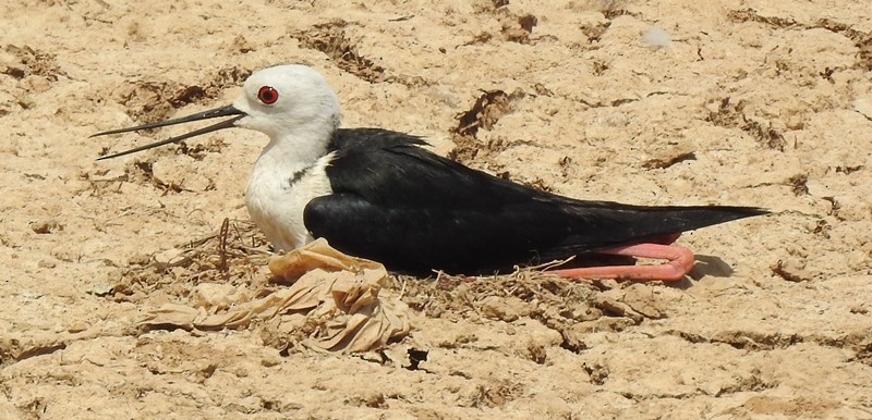 Black-winged Stilt - ML620661003