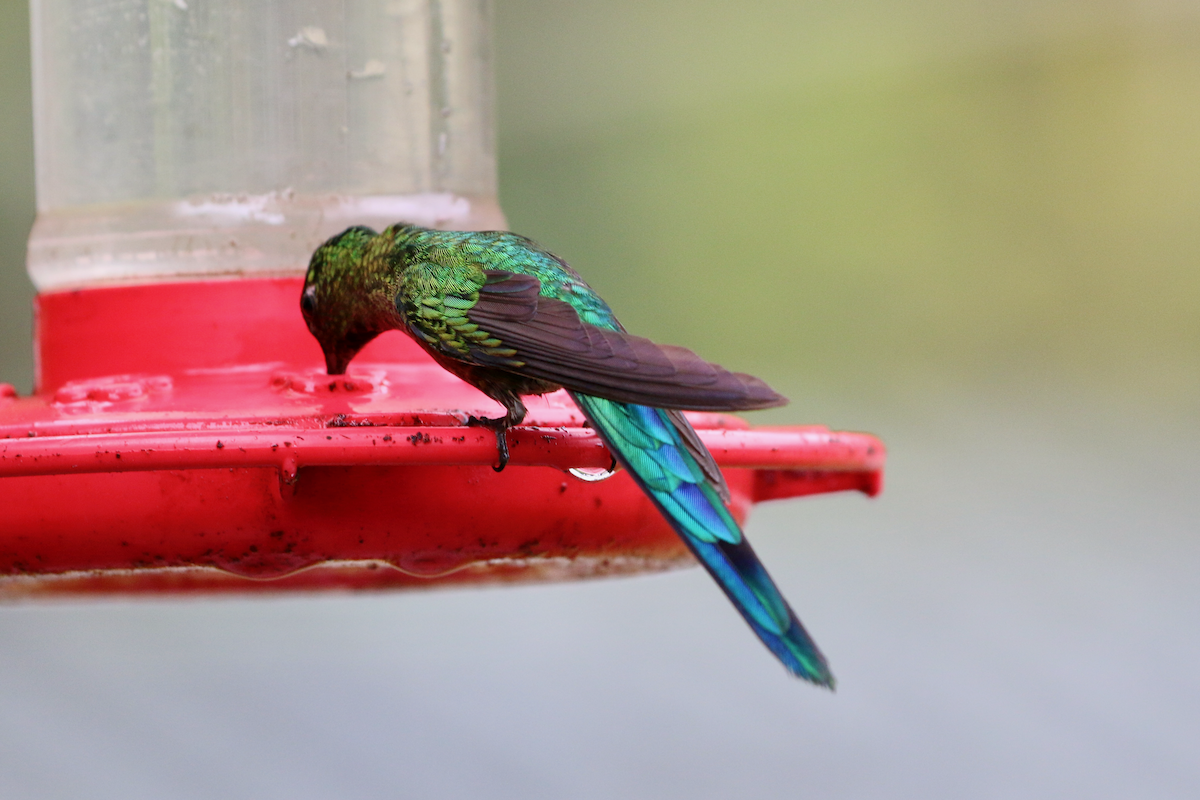 Long-tailed Sylph - ML620661004