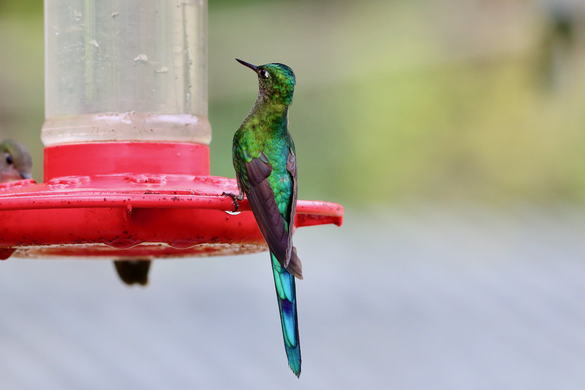Long-tailed Sylph - ML620661005