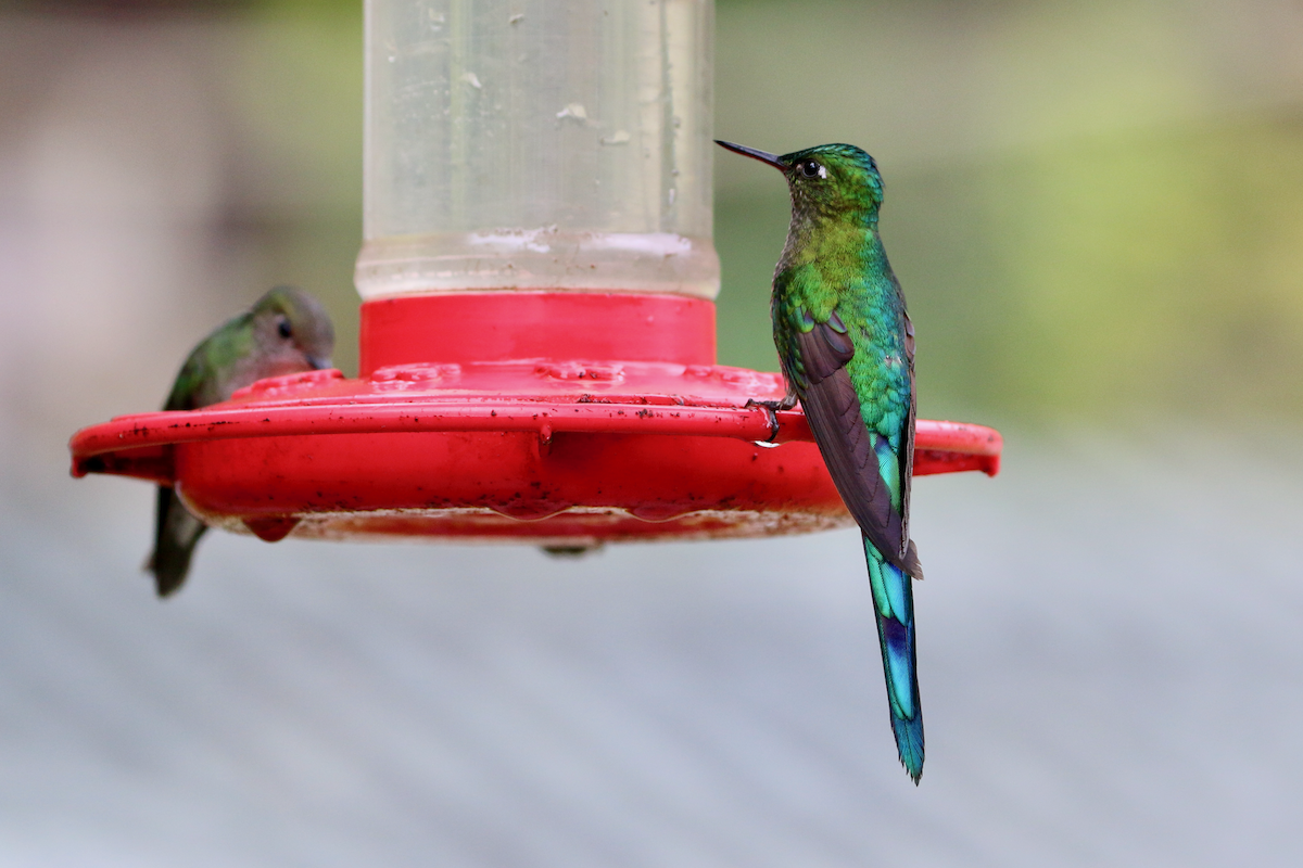 Long-tailed Sylph - ML620661006