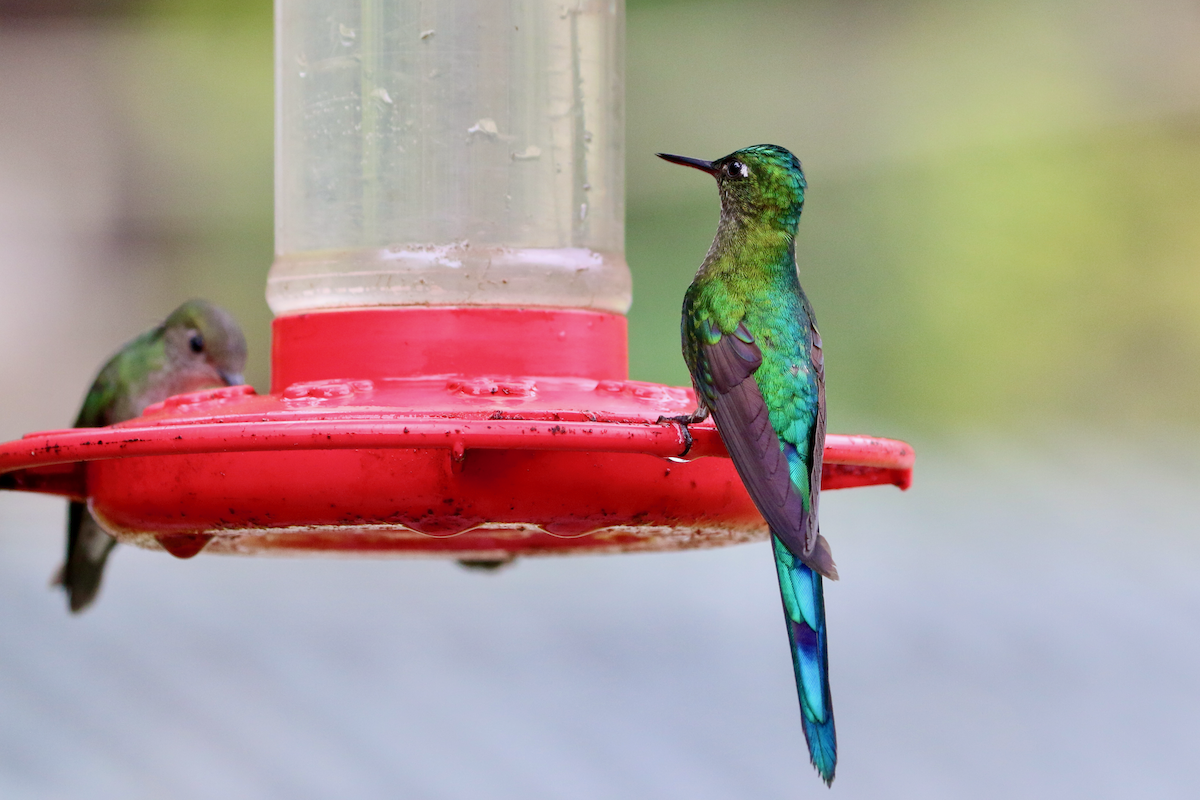 Long-tailed Sylph - ML620661007