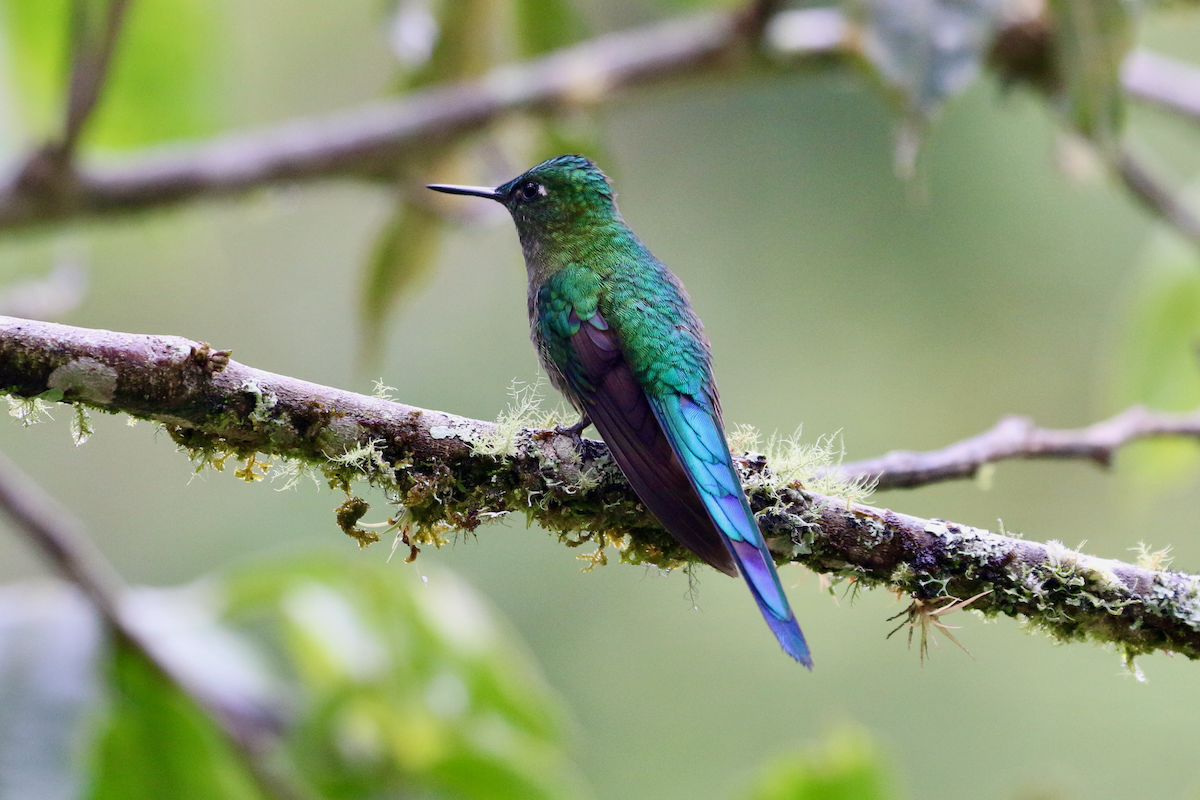 Long-tailed Sylph - ML620661011