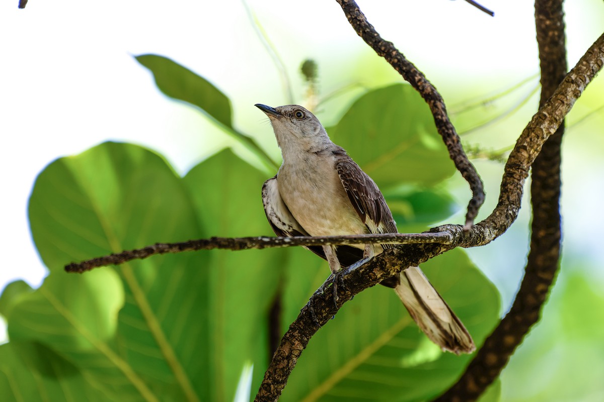 Northern Mockingbird - ML620661012