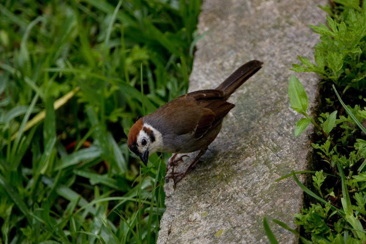 White-faced Ground-Sparrow - ML620661013