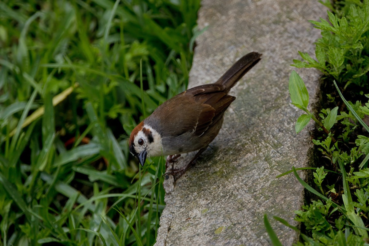 White-faced Ground-Sparrow - ML620661015