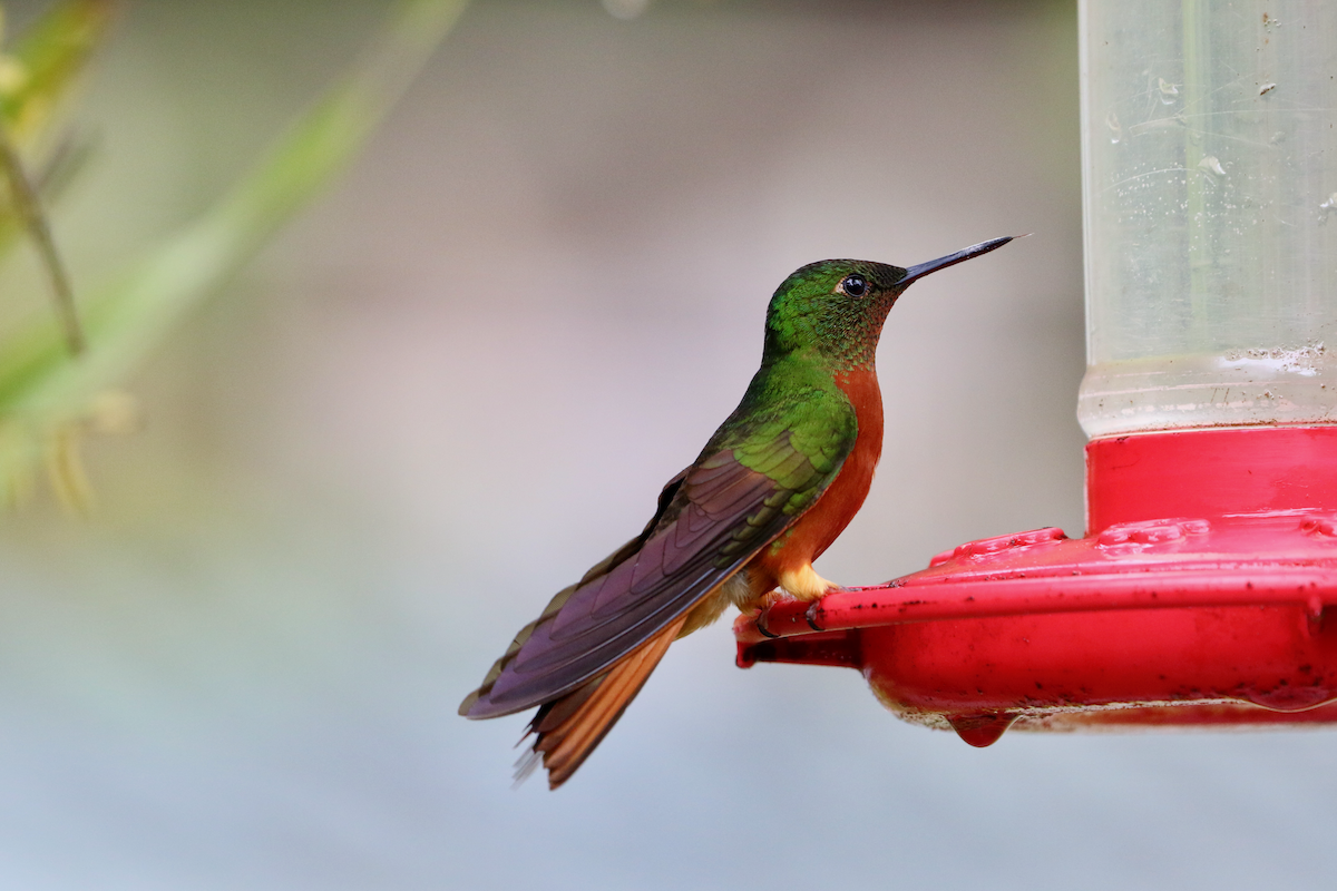 Chestnut-breasted Coronet - ML620661017