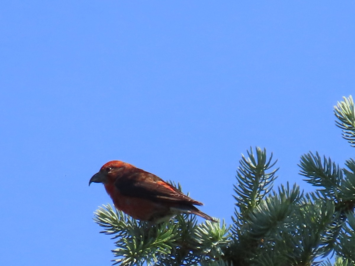 Red Crossbill - ML620661018