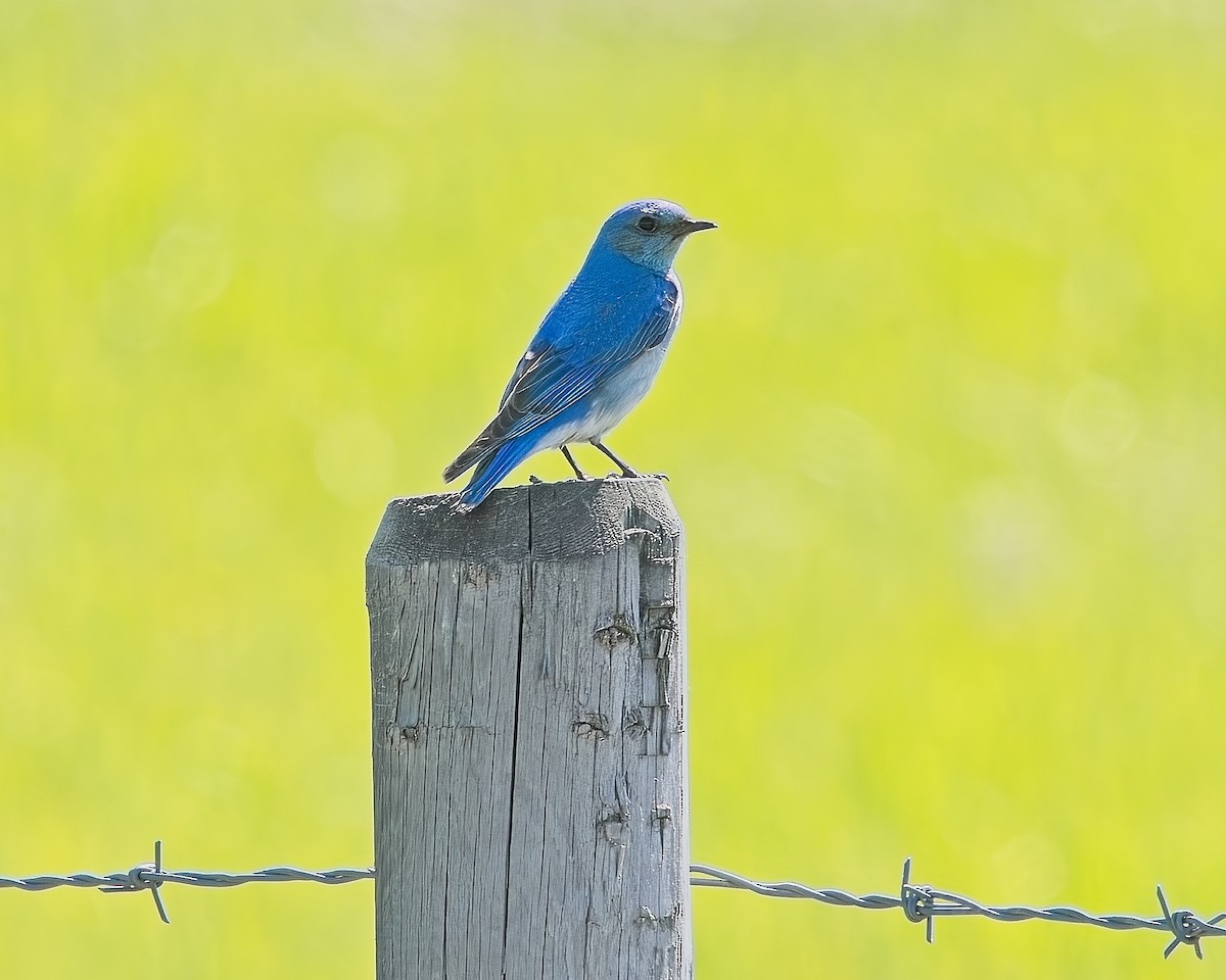 Mountain Bluebird - ML620661020