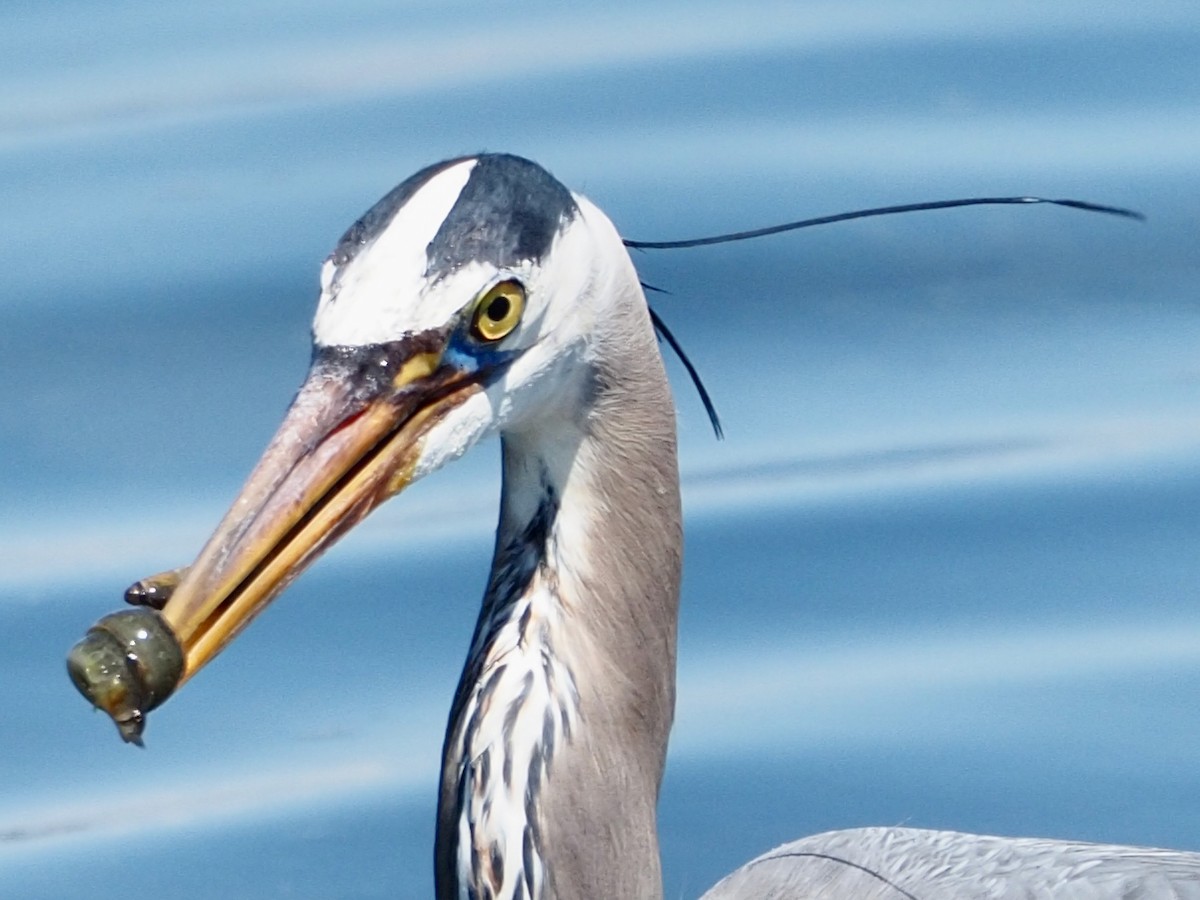 Great Blue Heron - ML620661021