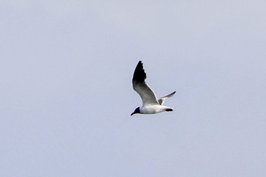 Laughing Gull - ML620661024