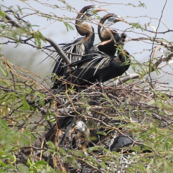 Anhinga Asiática - ML620661026