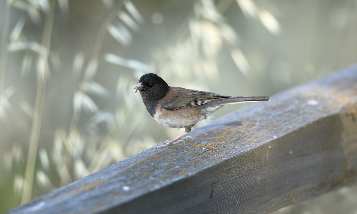 Dark-eyed Junco - ML620661027