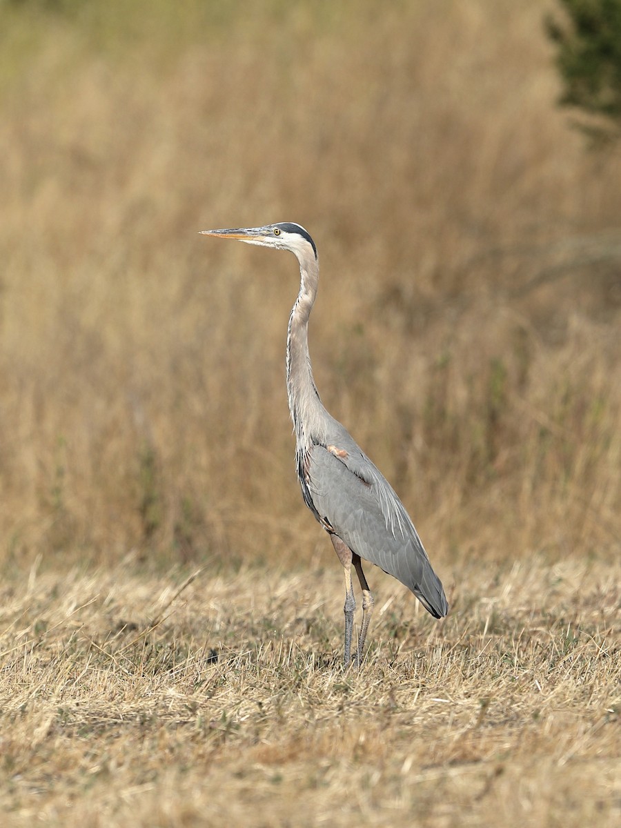 Great Blue Heron - ML620661028