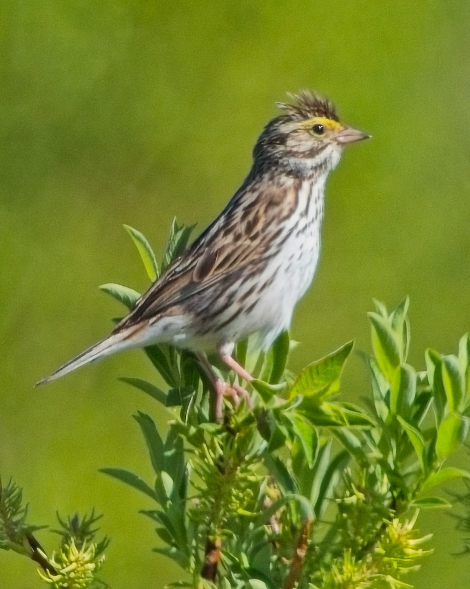 Savannah Sparrow - ML620661030