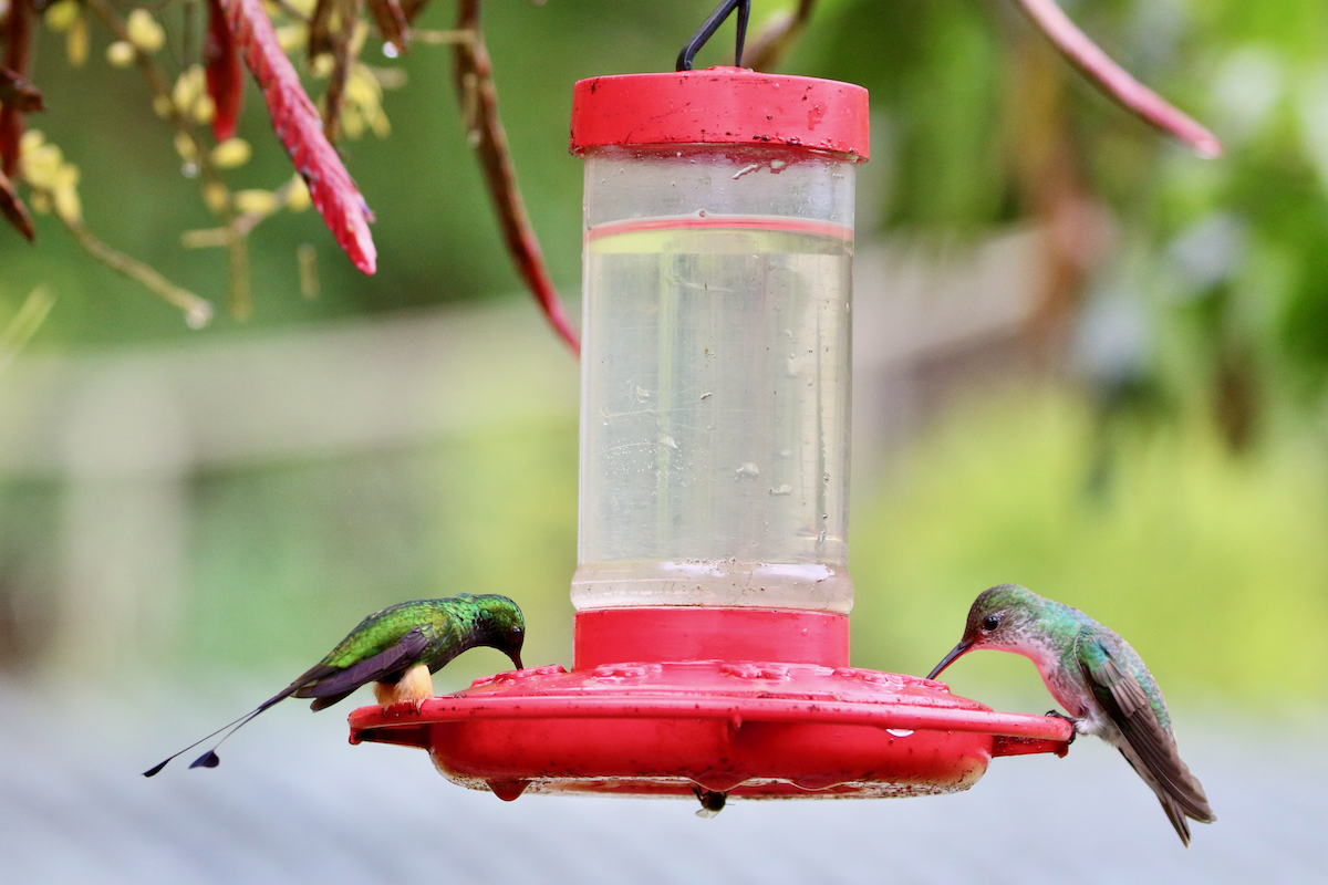 Colibrí de Raquetas Faldirrojo - ML620661031