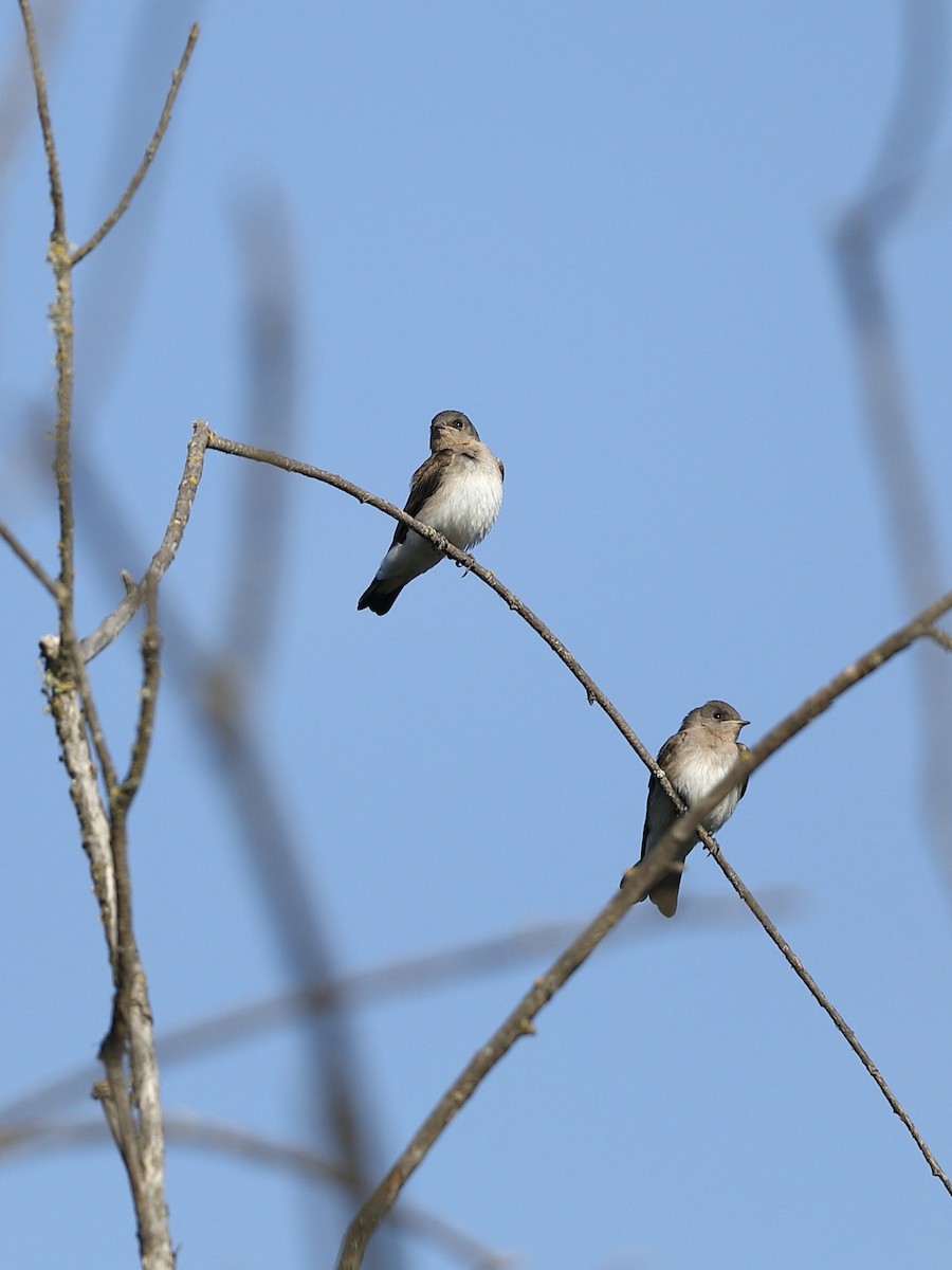 Golondrina Aserrada - ML620661041