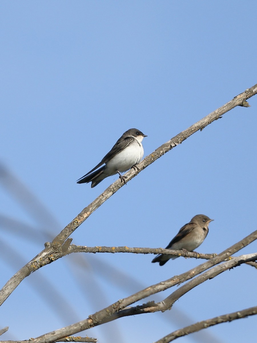 Hirondelle bicolore - ML620661043