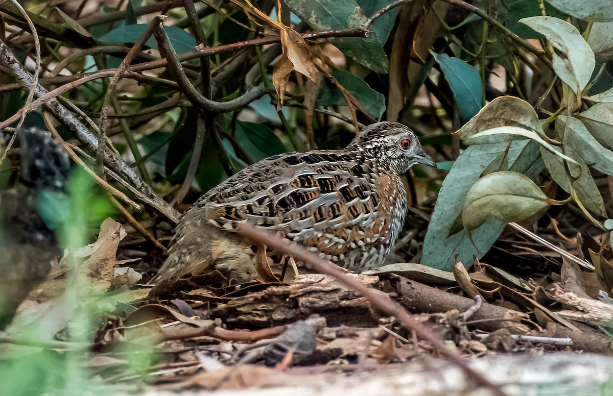 Painted Buttonquail - ML620661048