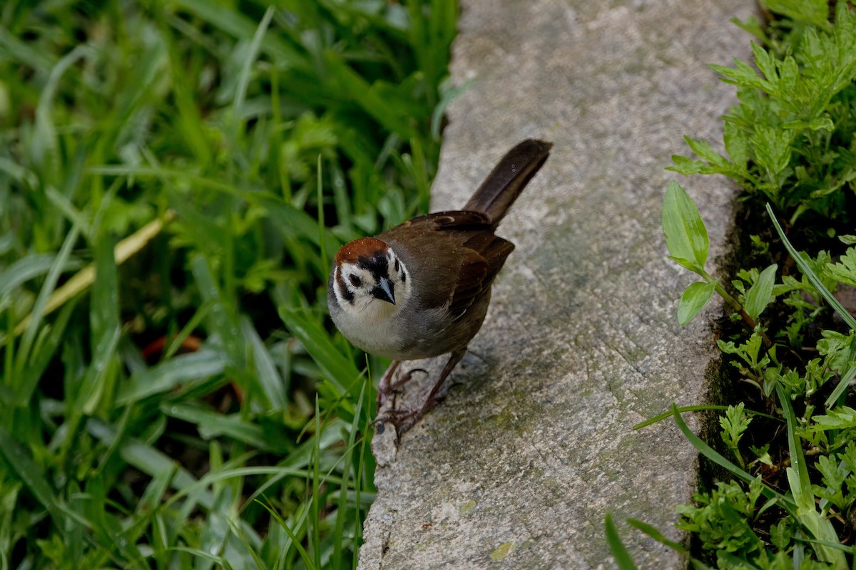 White-faced Ground-Sparrow - ML620661051