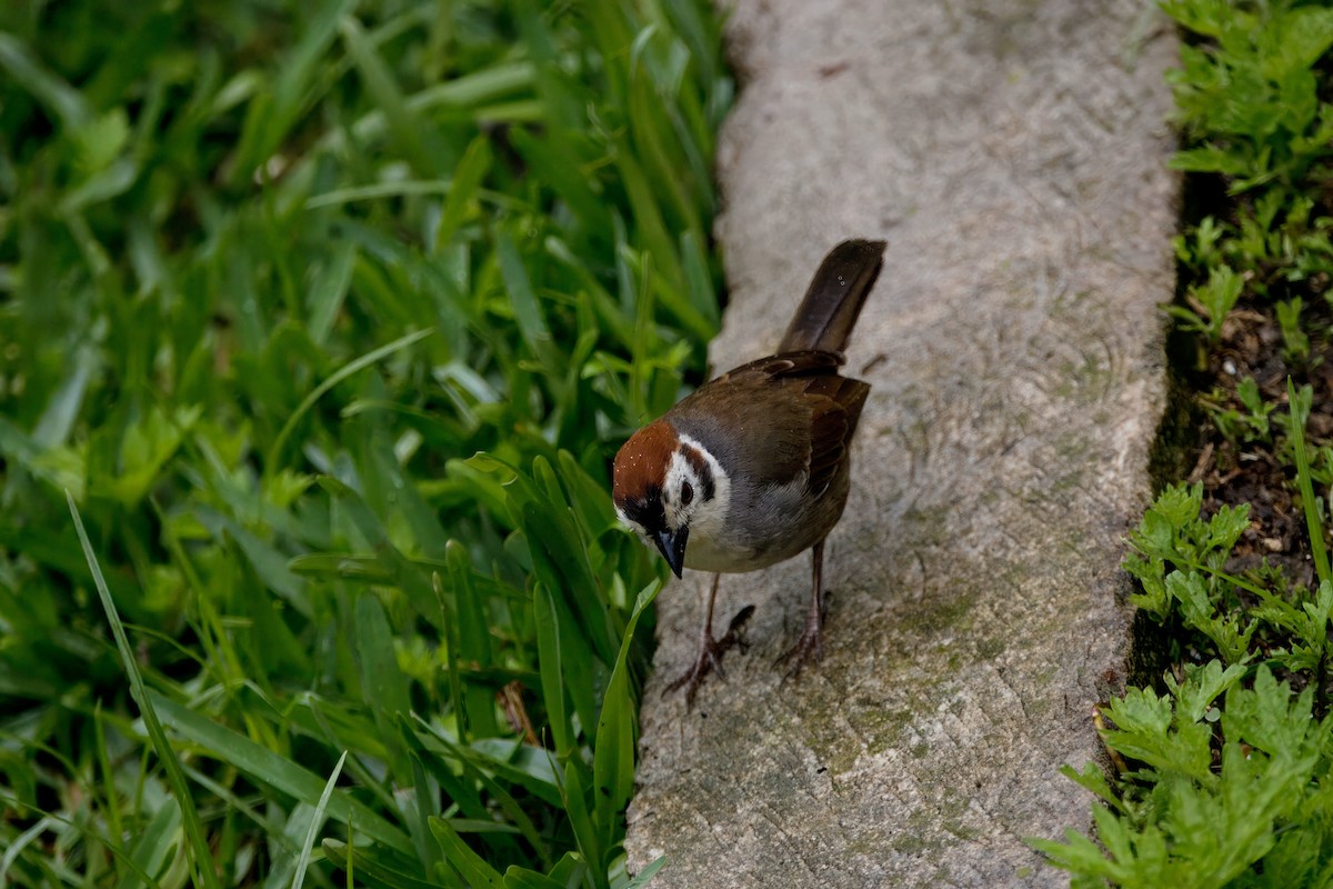 White-faced Ground-Sparrow - ML620661052