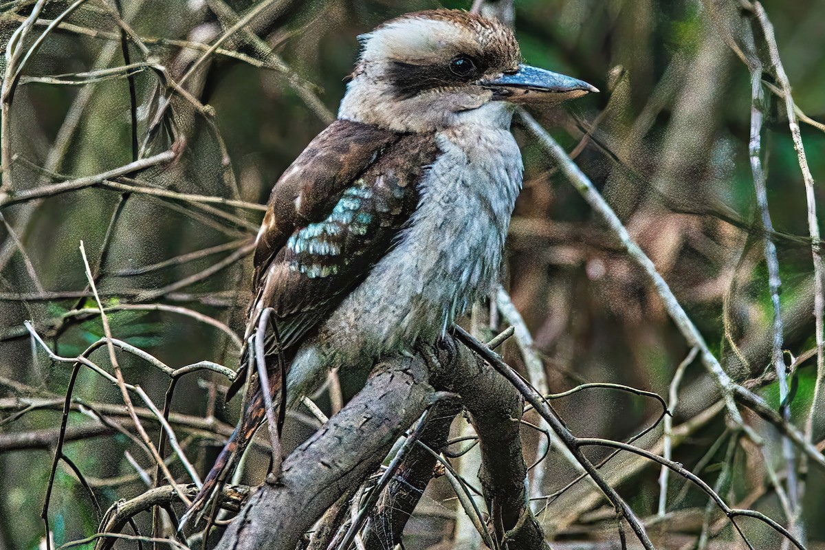 Laughing Kookaburra - ML620661053