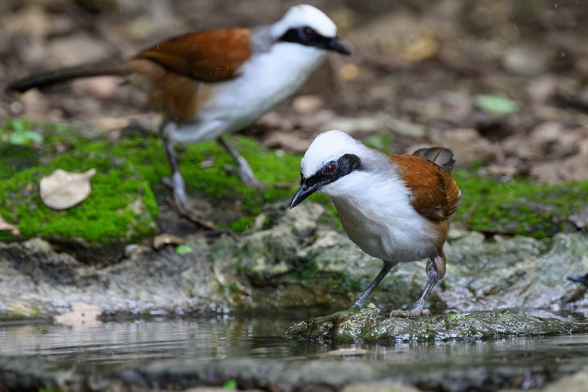 White-crested Laughingthrush - ML620661055