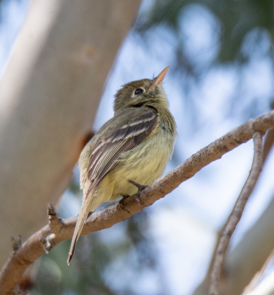 Western Flycatcher (Pacific-slope) - ML620661065