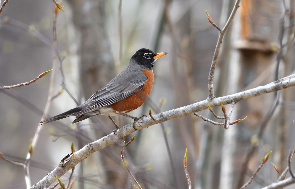 American Robin - ML620661067