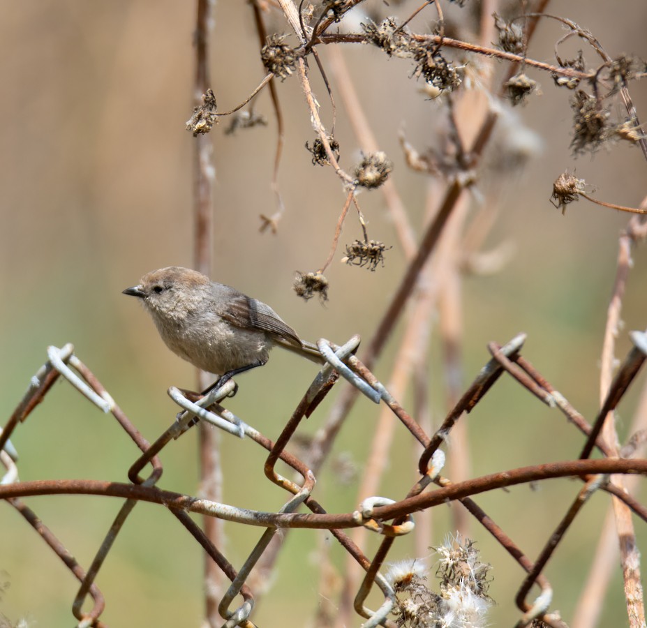 Bushtit - ML620661068