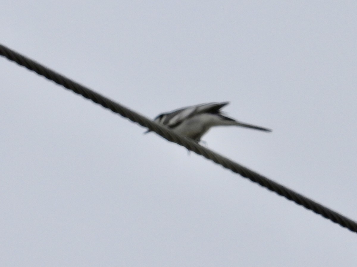 White Wagtail - ML620661069