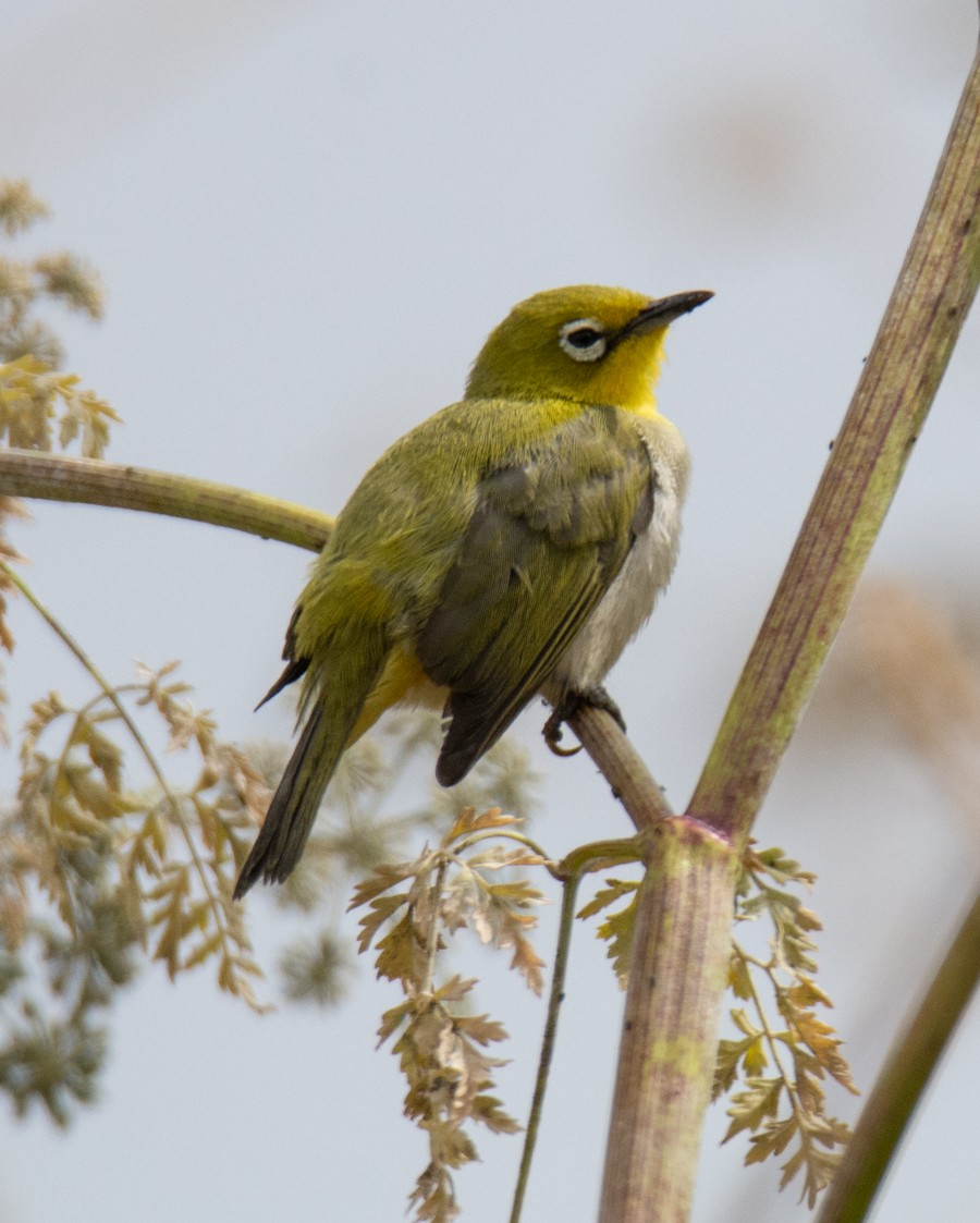 Swinhoe's White-eye - ML620661071