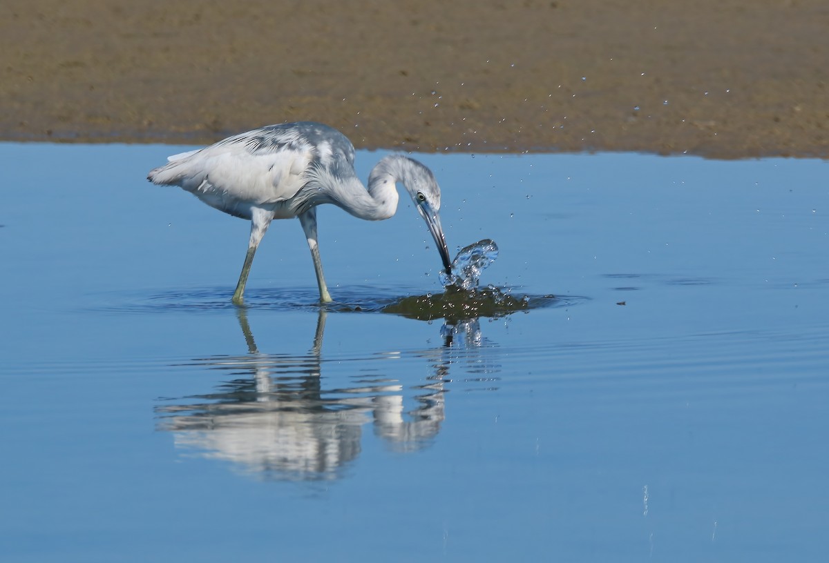 Little Blue Heron - ML620661078