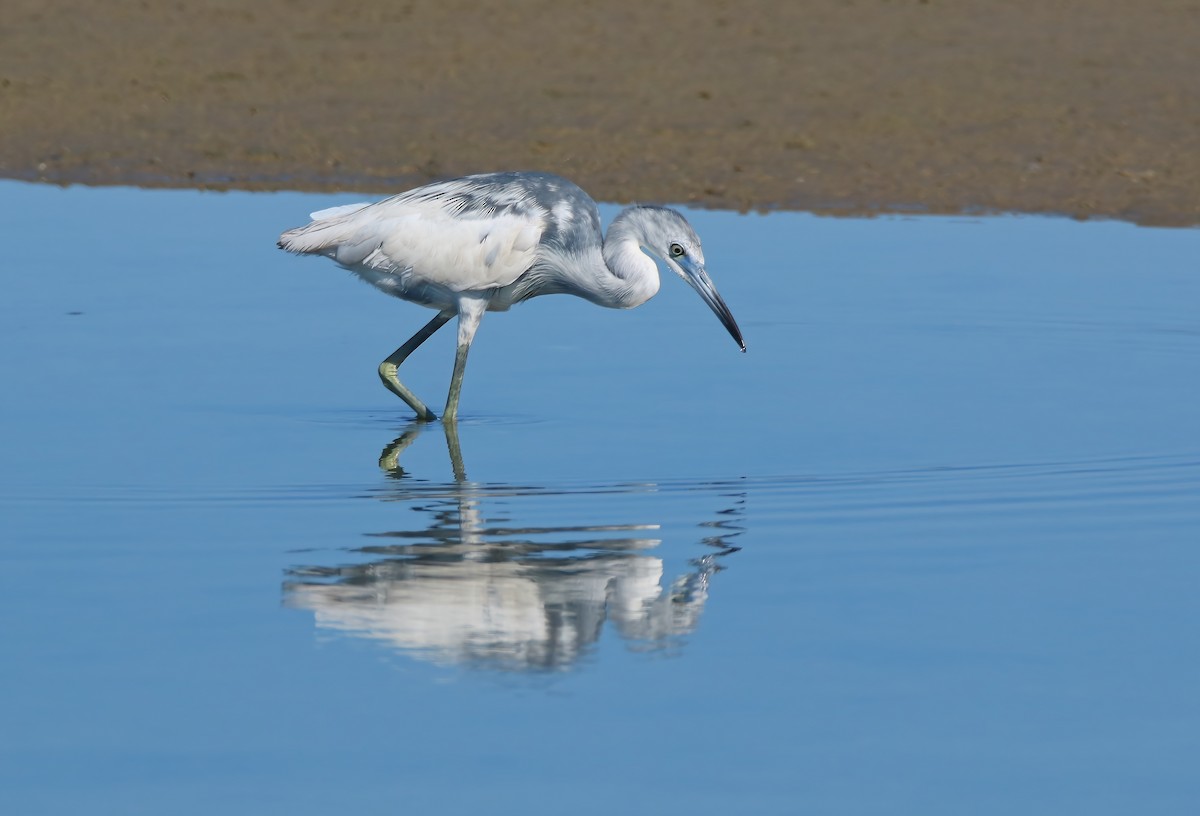 Little Blue Heron - ML620661081