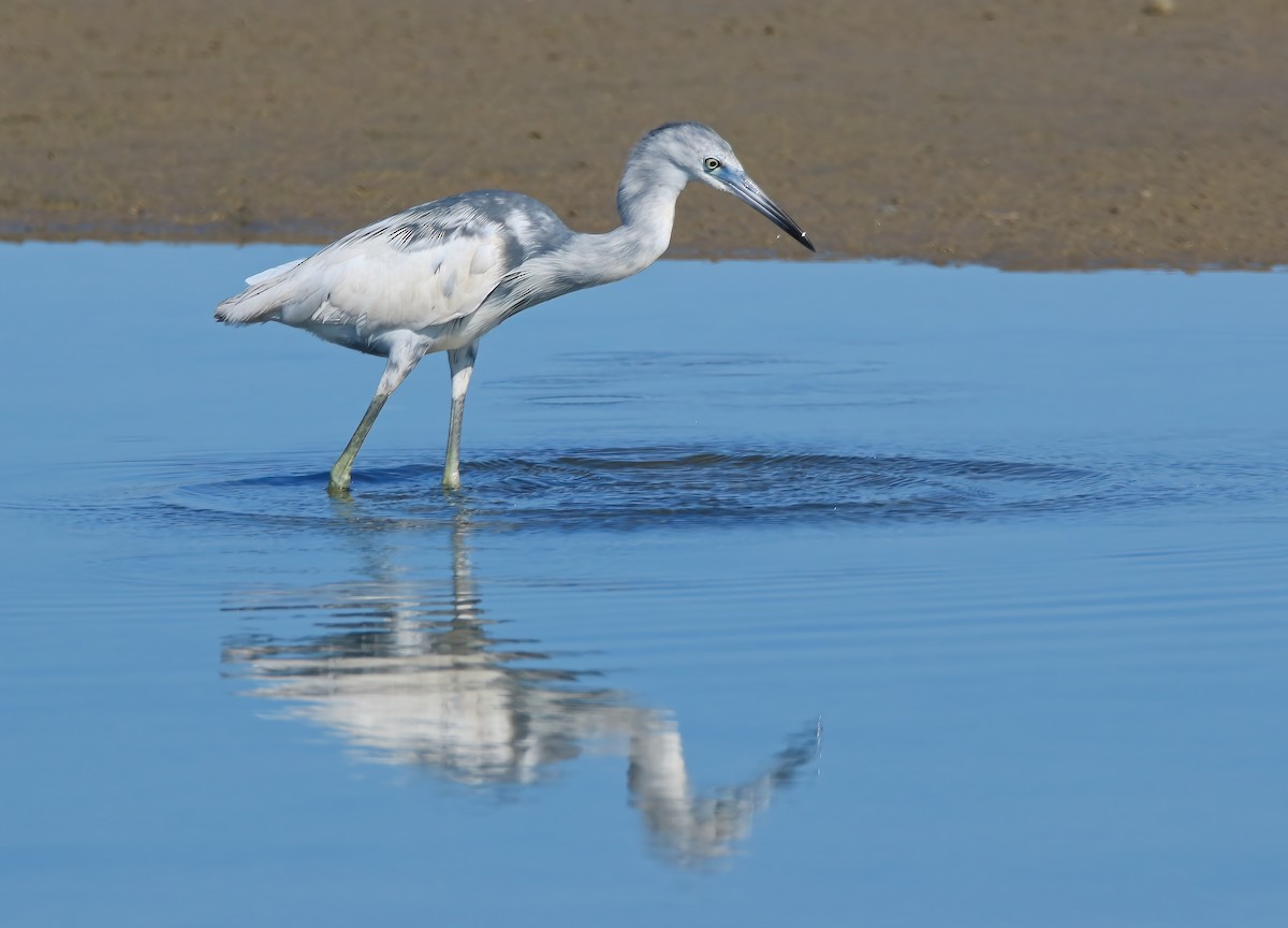 Little Blue Heron - ML620661084