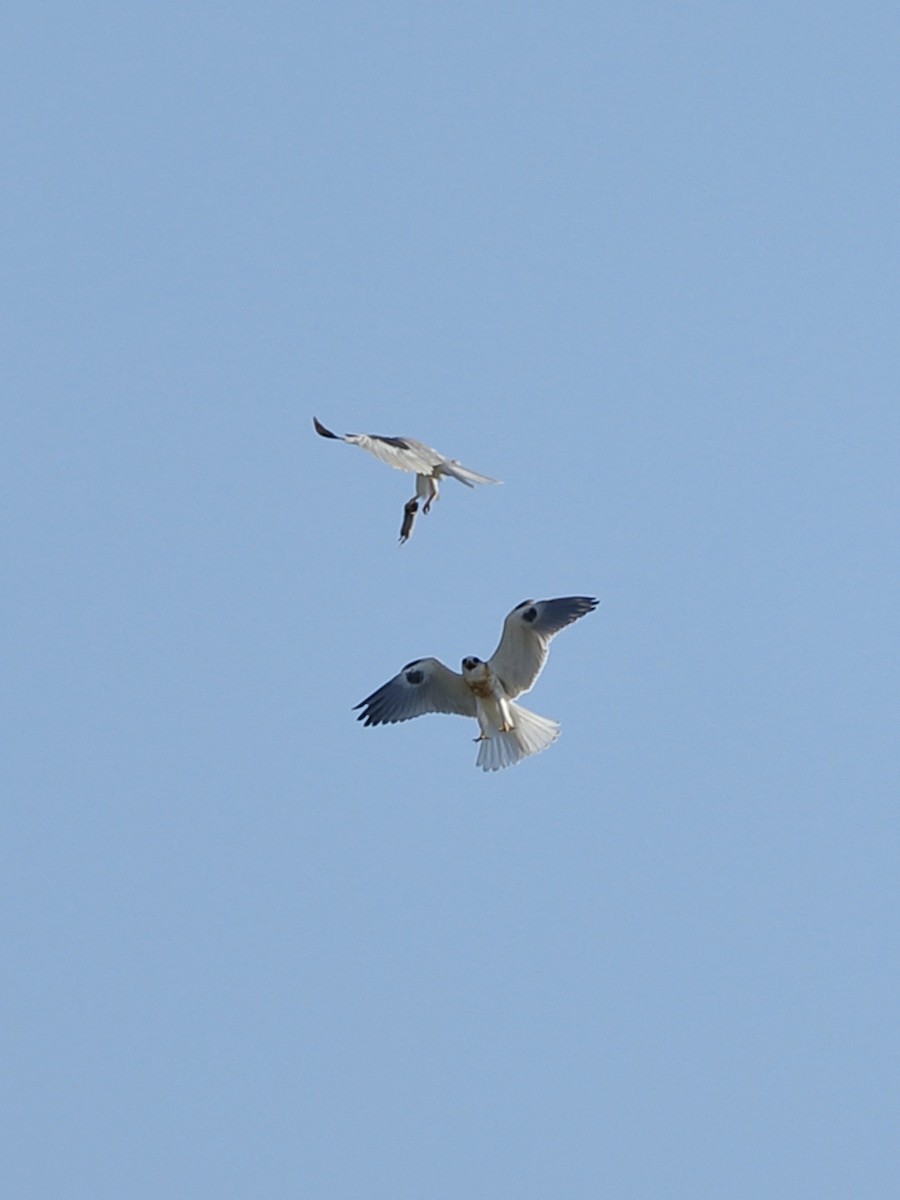 White-tailed Kite - ML620661086