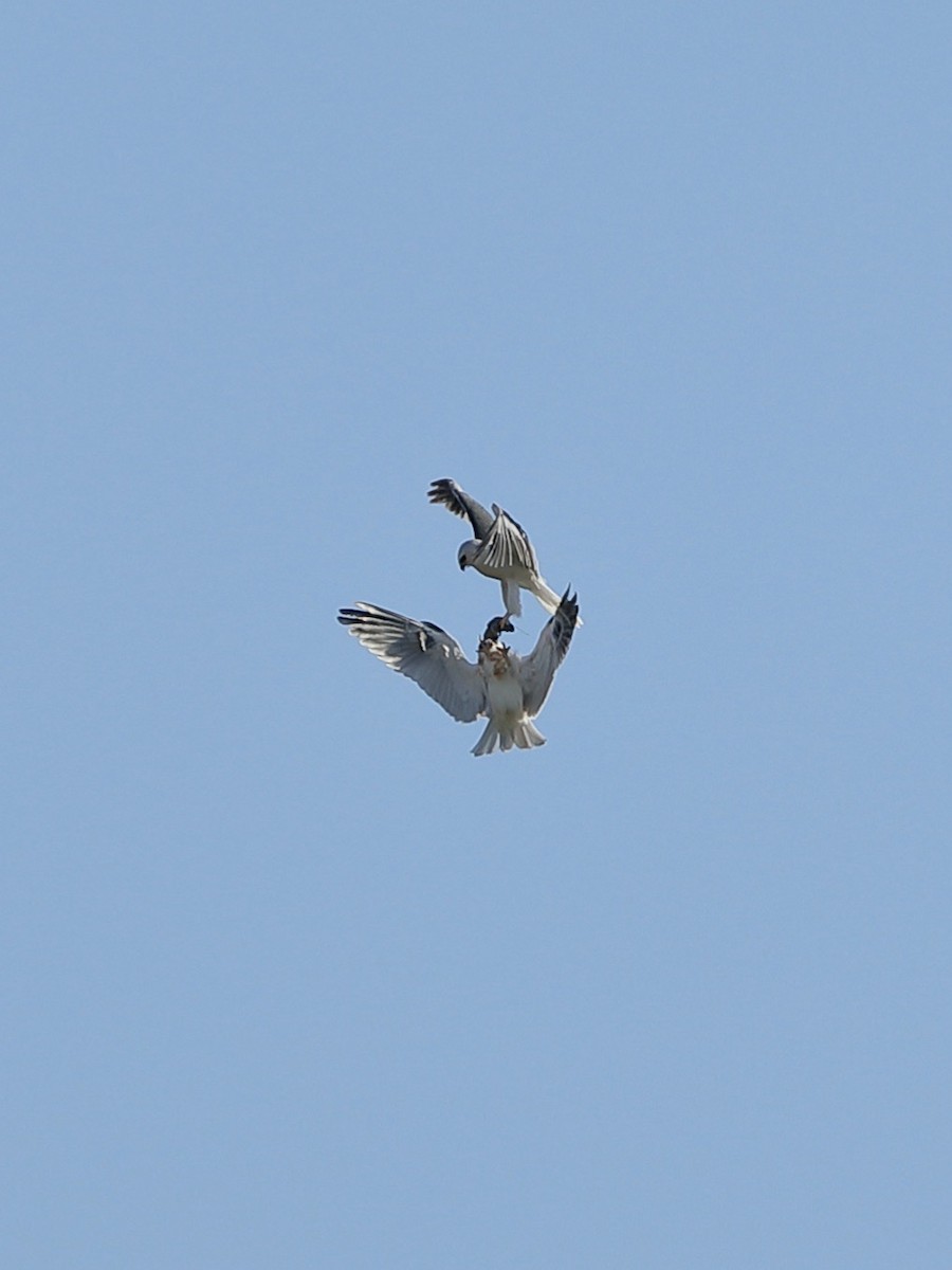 White-tailed Kite - ML620661089