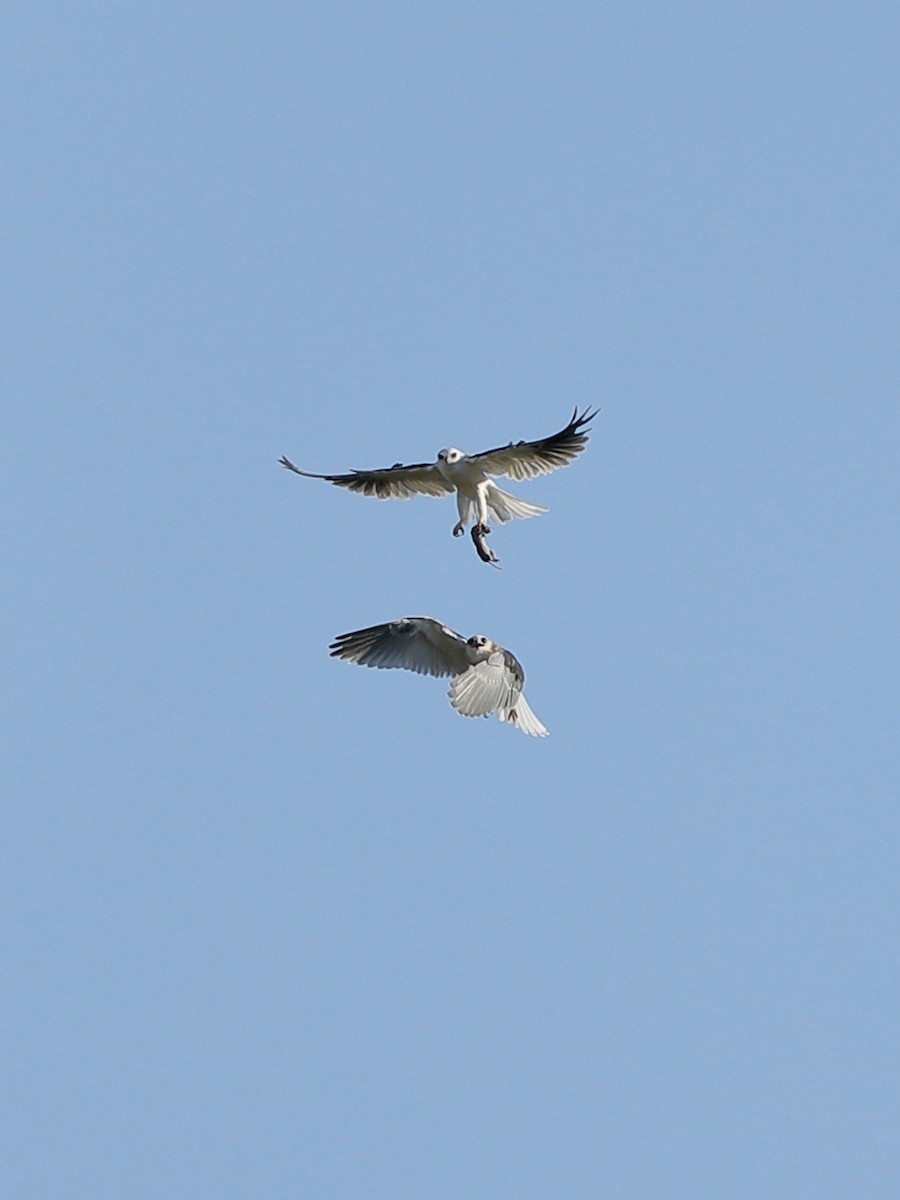 White-tailed Kite - ML620661090