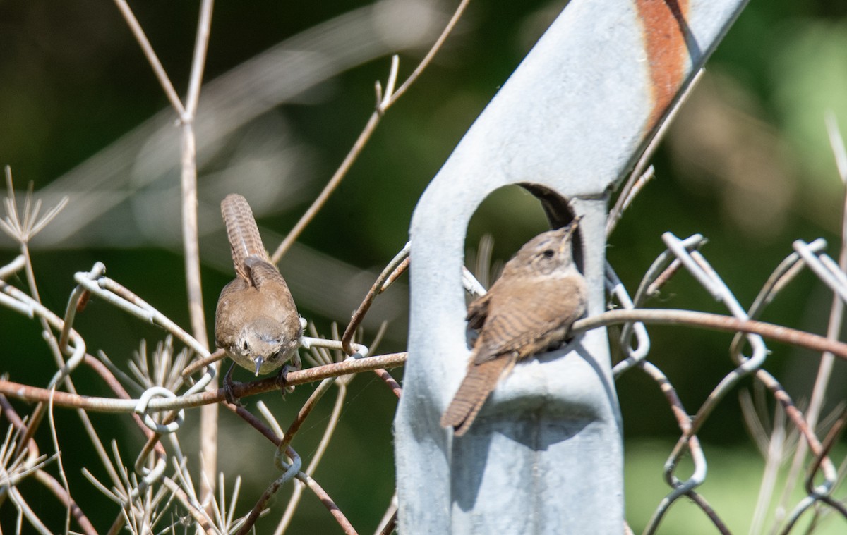 House Wren - ML620661093