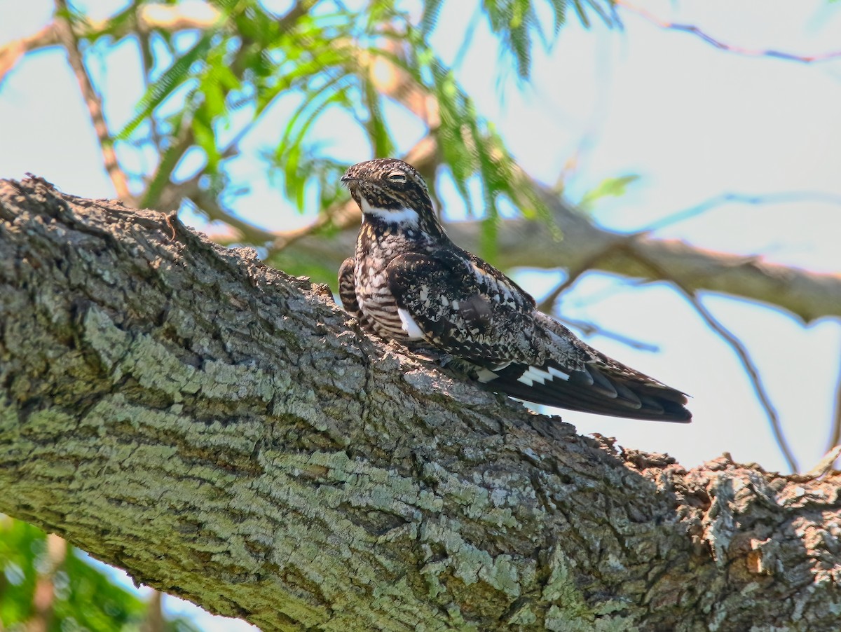 Common Nighthawk - Aidan Griffiths