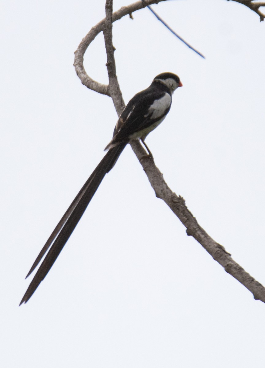 Pin-tailed Whydah - ML620661105