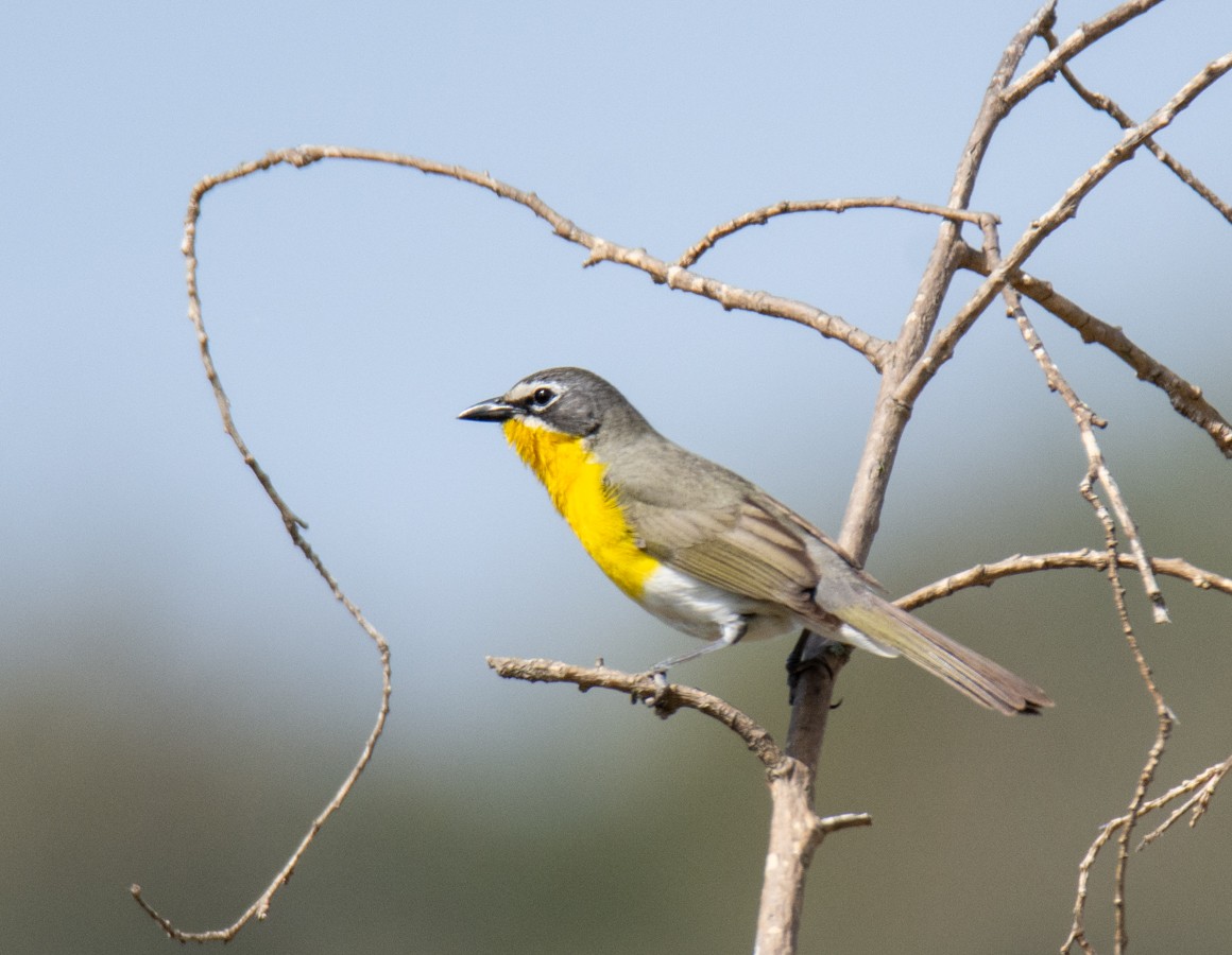 Yellow-breasted Chat - ML620661113
