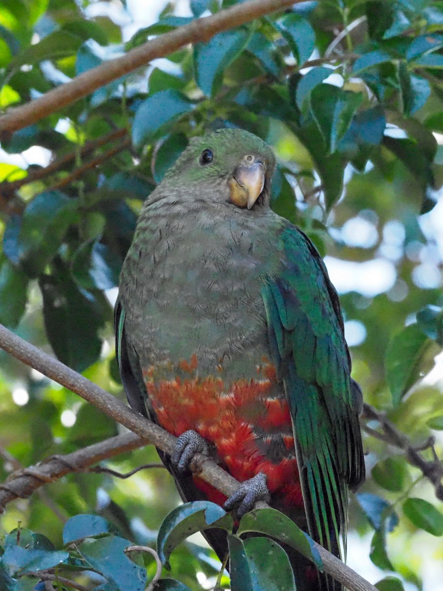 Avustralya Kral Papağanı - ML620661115