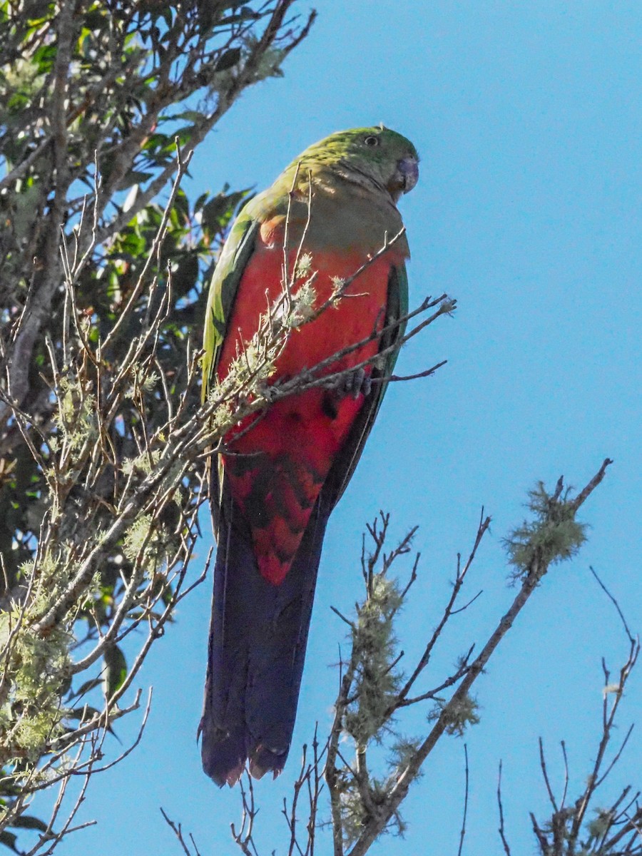 Australian King-Parrot - ML620661116