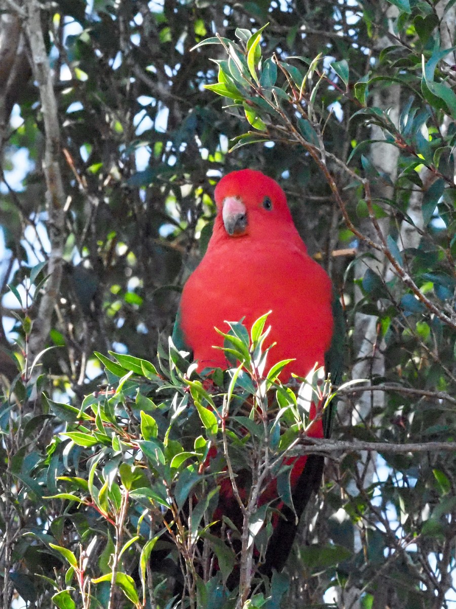 Avustralya Kral Papağanı - ML620661118