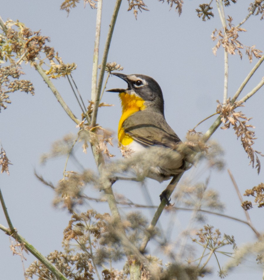 Yellow-breasted Chat - ML620661120